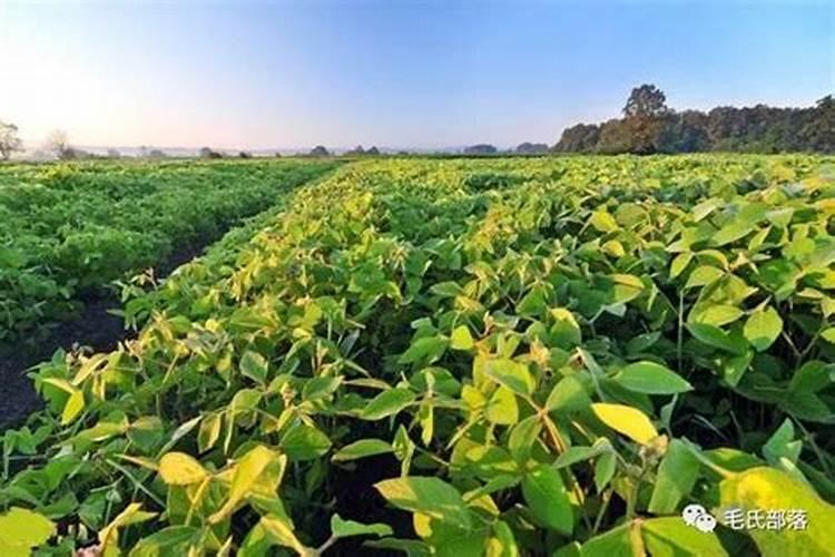 钾肥是什么肥料 植物缺少钾肥会怎么样