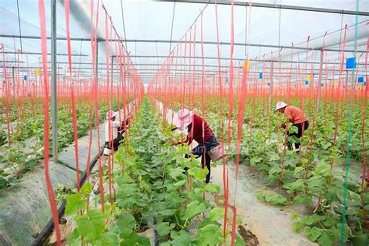 钾钙硼肥有哪些