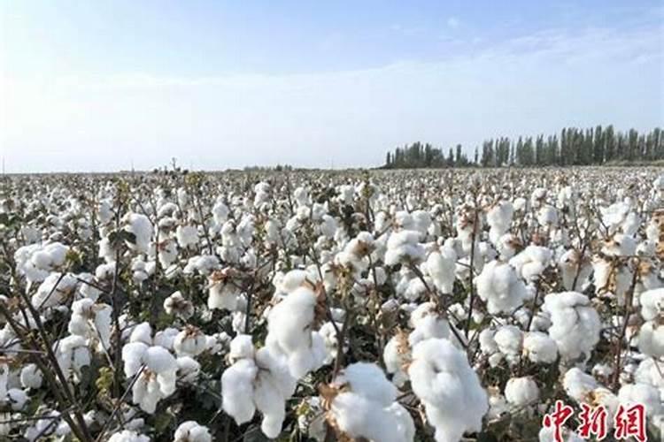 有机肥是什么肥料