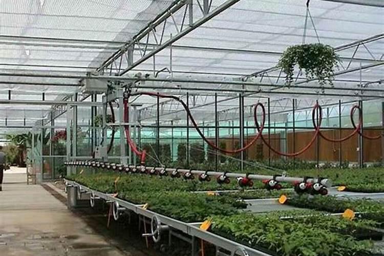 大棚草莓用什么肥料好？
