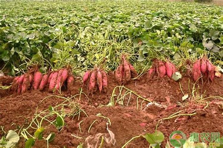 鸡粉和鸡精哪个好