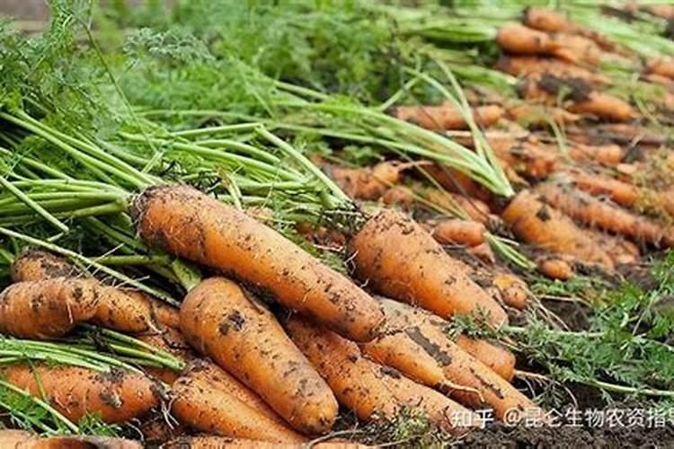 种萝卜用什么肥料最好