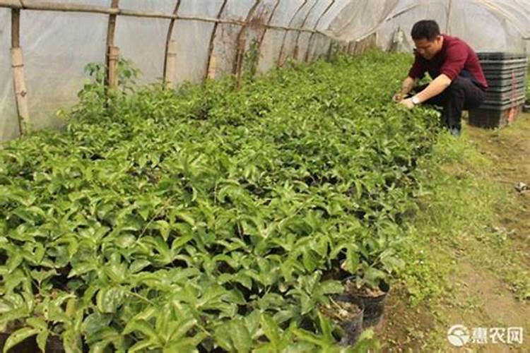 大棚里面的罗汉果苗几天施肥一次需要施什么肥？