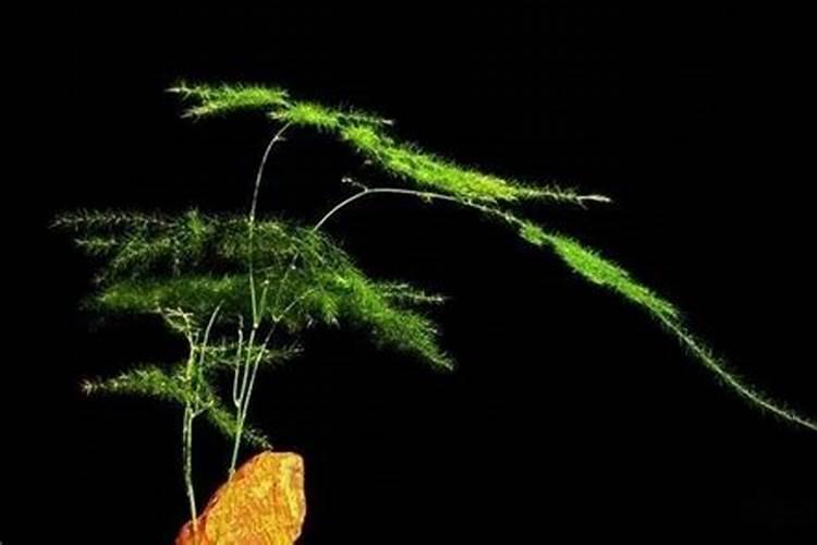 种植黄豆用什么肥料最好