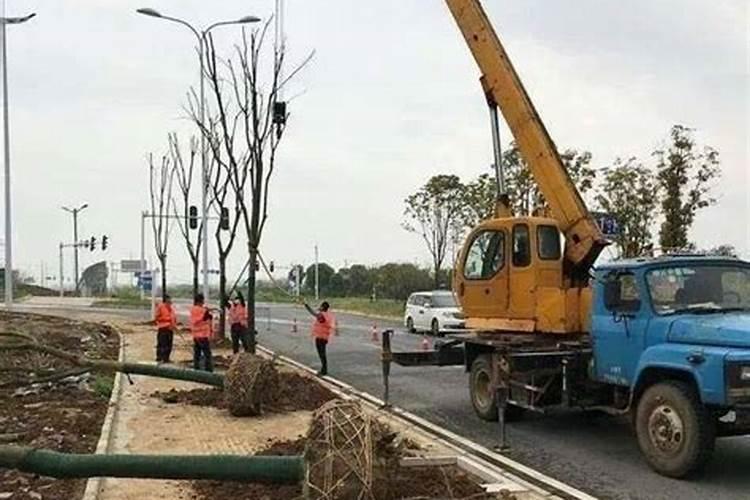 大树移栽后多久施肥 移栽后多久给大树施肥？