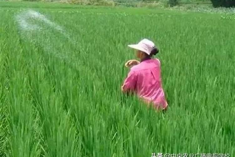 种水稻用什么肥料最好