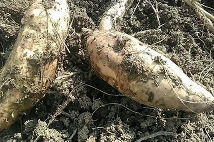 蟹爪兰开花期间怎么施肥最好