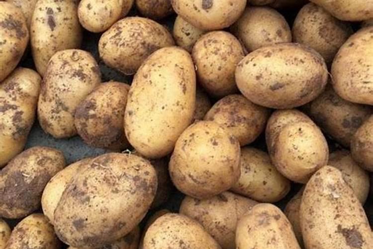 蟹爪兰有花苞施什么肥好