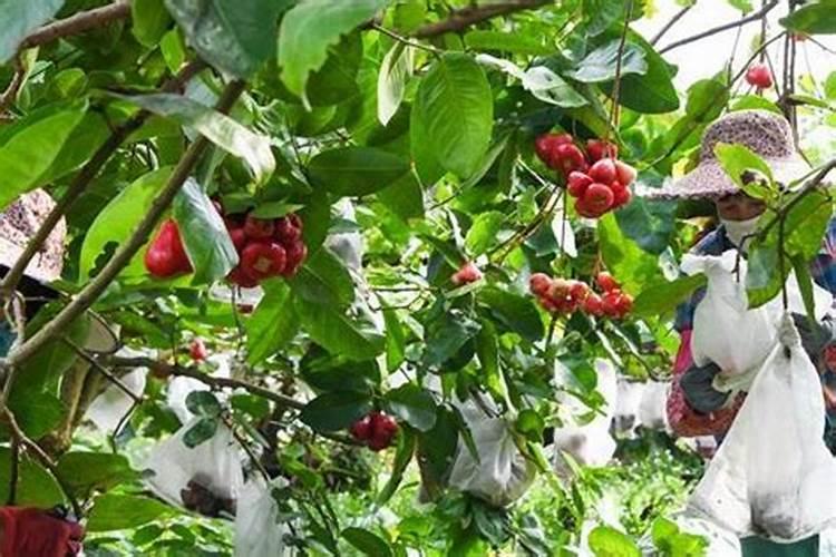 莲藕播种育苗注意什么