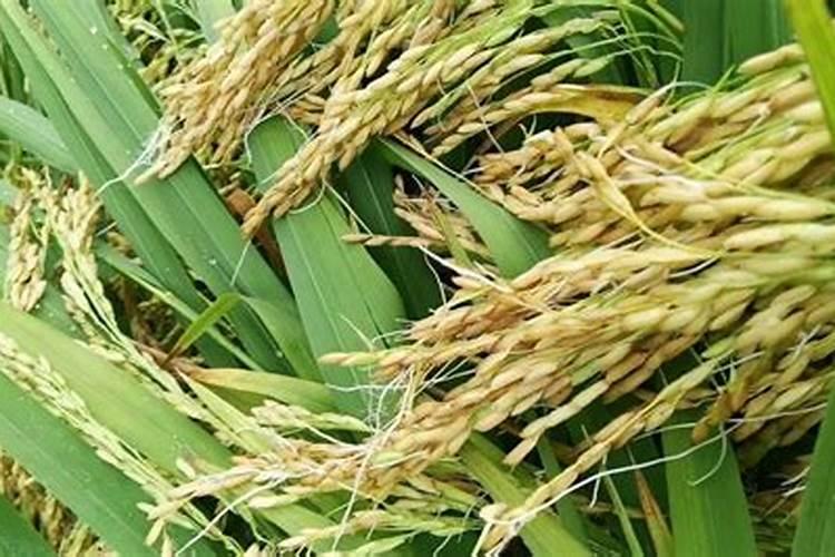 冬天可以给金钱树的叶片喷磷酸二氢钾吗