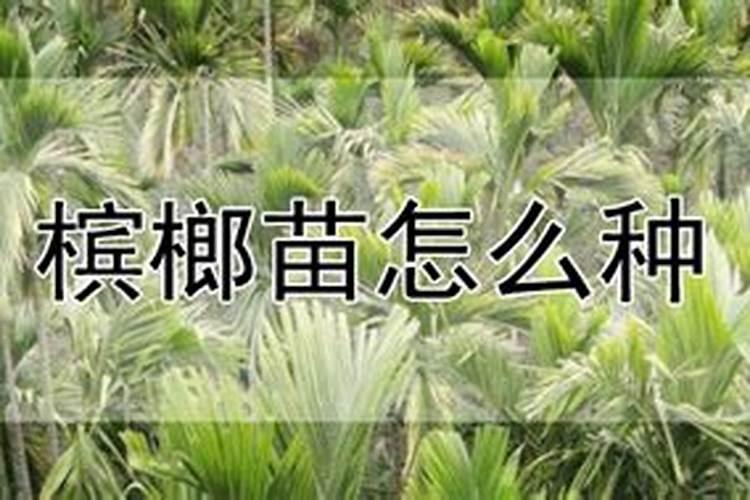 槟榔施什么肥保果 一年内结果开花多少次