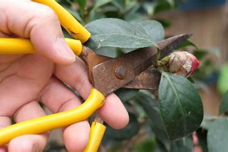 氮肥复合肥区别 氮肥和复合肥区别