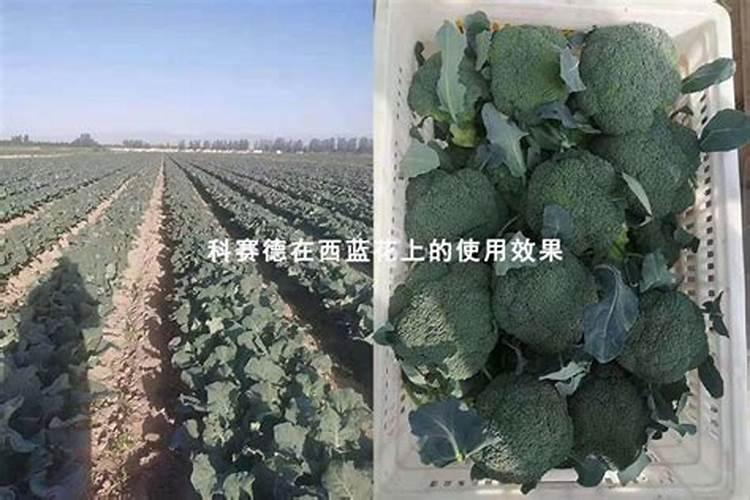 桔子树施什么肥料最好