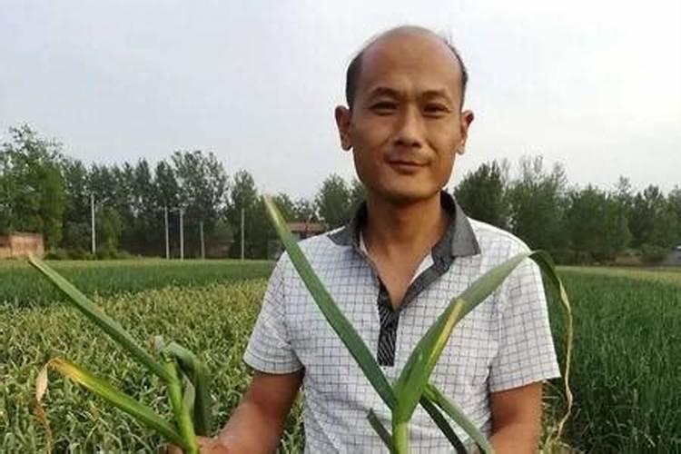 大蒜底肥用什么比较好些？