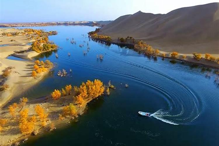 水稻田藻类用什么药