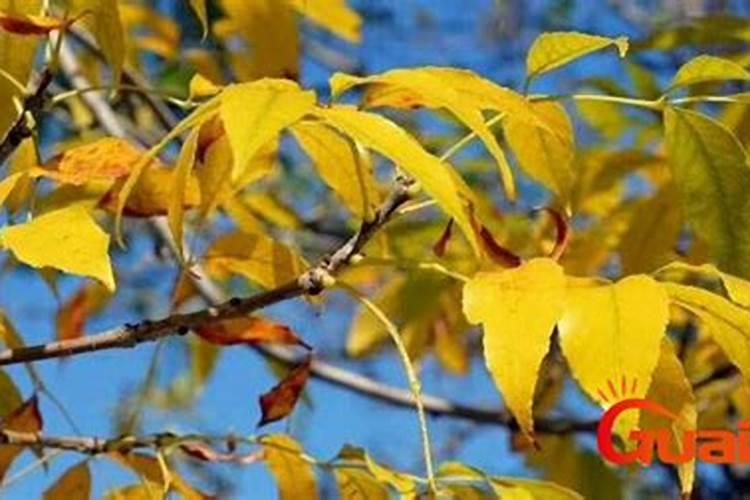 高粱的紫斑病会出现哪些症状？