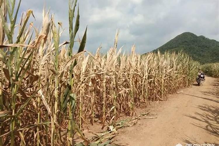 水稻一般施几次肥