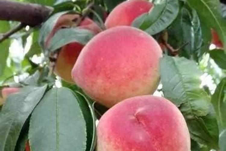 桃树膨果增甜用什么肥？桃树什么时候打膨大剂？桃树水溶肥用调色师