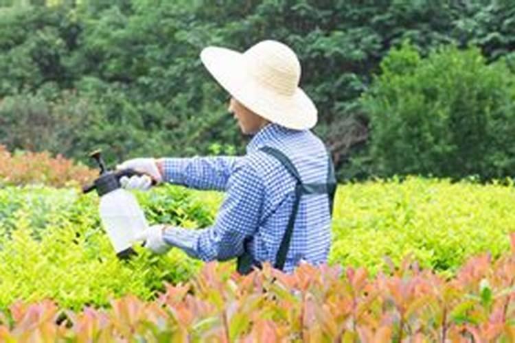 用发酵的泡黄豆水给黄瓜、芸豆施肥可以吗？