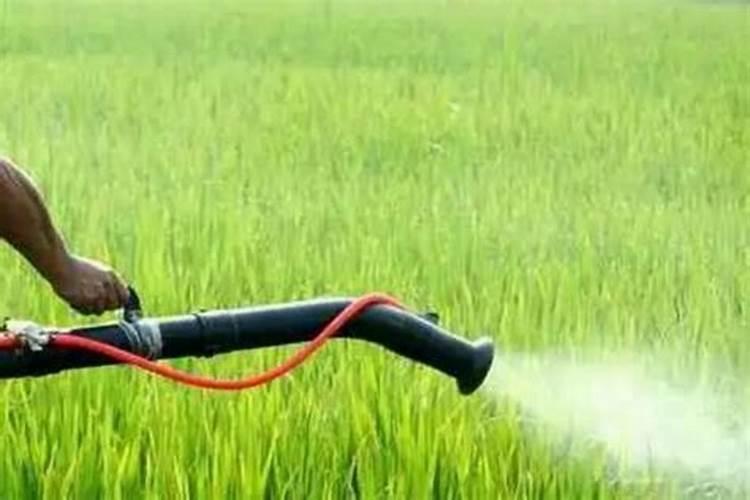 玉米叶面喷施打磷酸二氢钾过量会是啥症状？