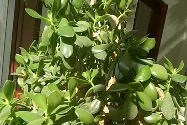 兰花用什么肥料较好