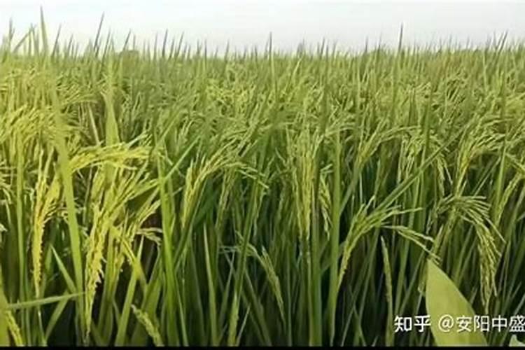 水稻直播,怎样施肥获高产？