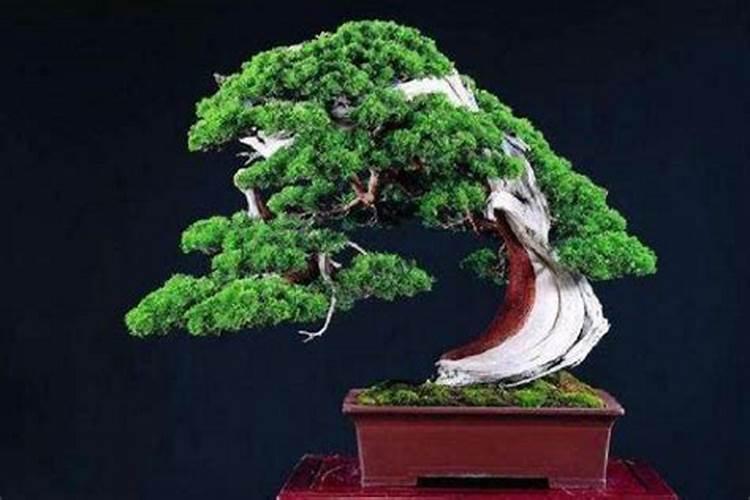 草莓苗幼期补什么肥料