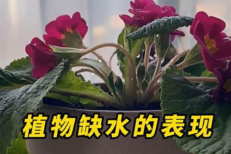 榕树长黑霉病怎么办