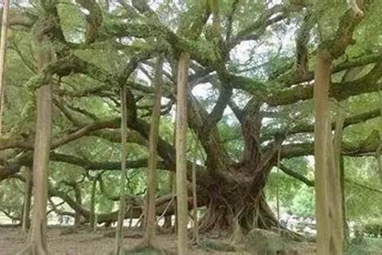 榕树叶片发黄原因和处理方法
