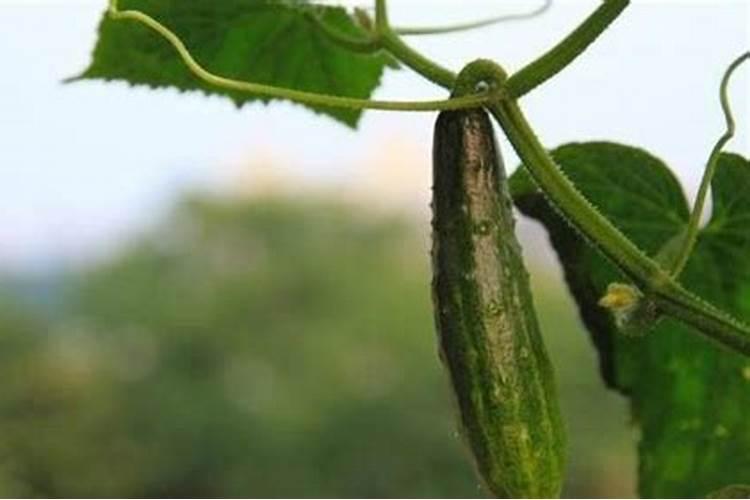 黄瓜开花结果需要施肥吗