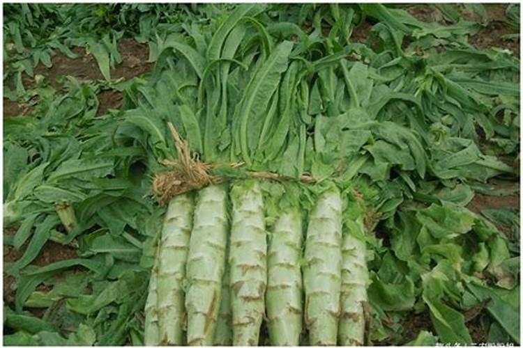种植莴笋需谨记,怎样才不会烂茎干呢？