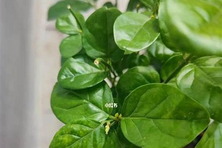 茉莉花新长的嫩叶薄而透明是啥原因？