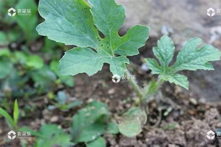 生物有机肥一般能含什幺成伤