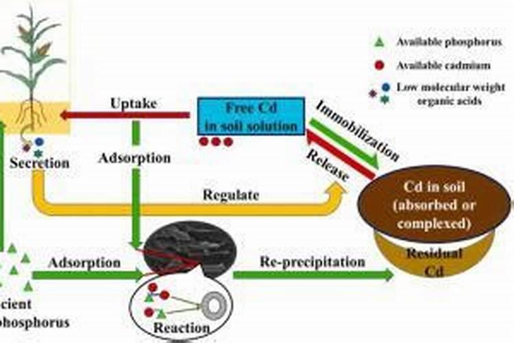 生物有机肥和腐植酸有机肥的区别是什么