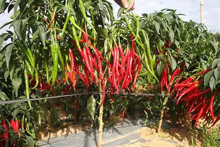 有机肥都有哪些优点？