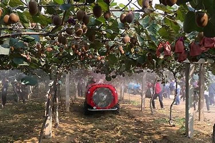 棉花施肥使用什么肥料？棉花该如何施肥？