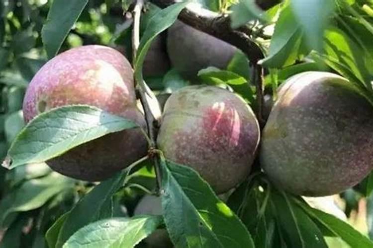 草莓苗在露天可以安全过冬吗