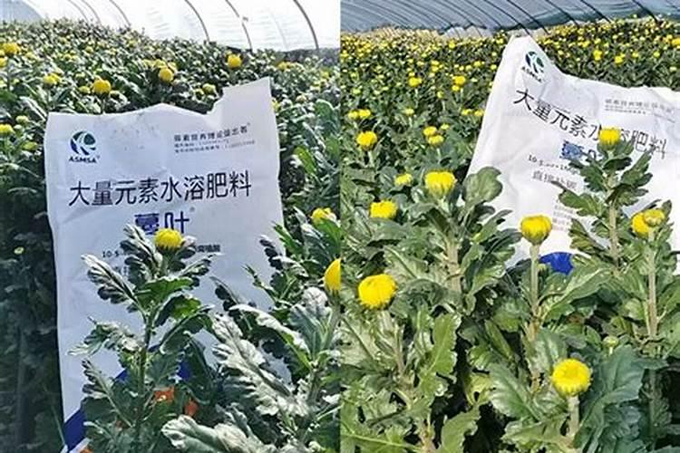 水培营养液如何使用