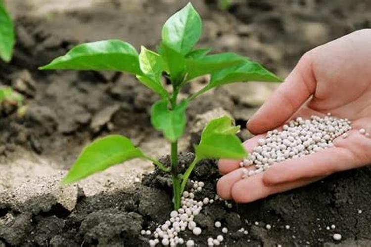 尿素怎么给菜施肥