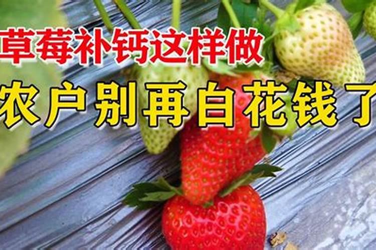 草莓叶子发黄边缘干枯是什么原因
