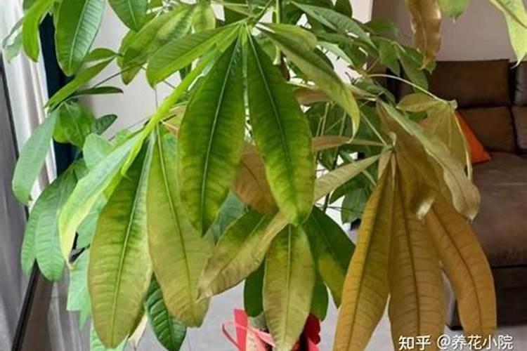 牡丹的栽培与日常管理技术