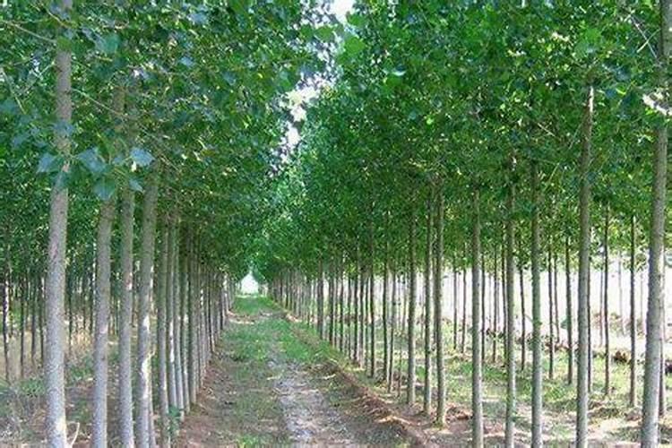 当年栽的杨树施什么肥好？