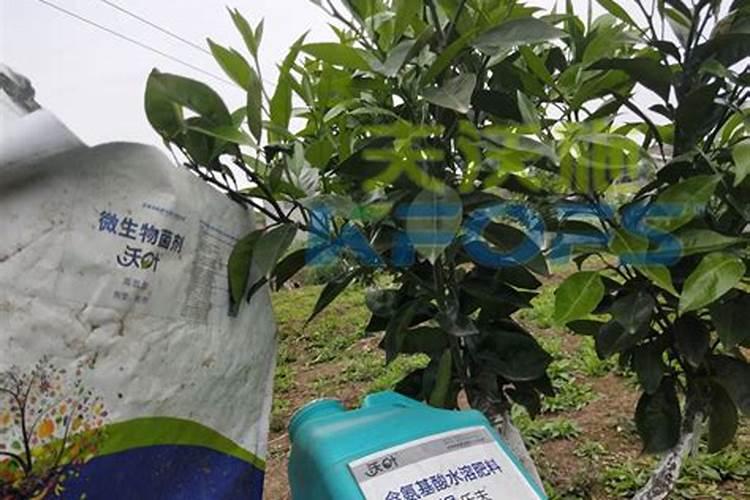 效果好的水溶肥是哪家