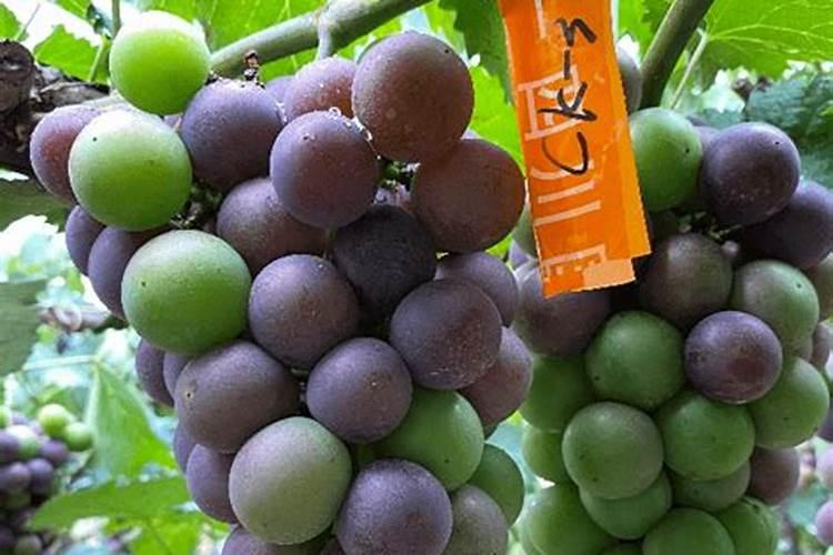巨峰葡萄提高品质措施