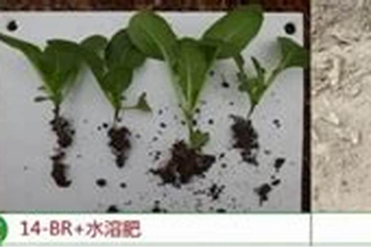 芒果开花期如何管理授粉(芒果花期栽培与管理技术要点)