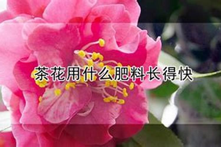 芒果施什么肥