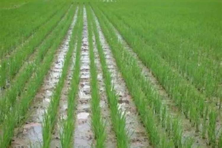 小麦喷施杀虫杀菌剂叶面肥几天能浇水？