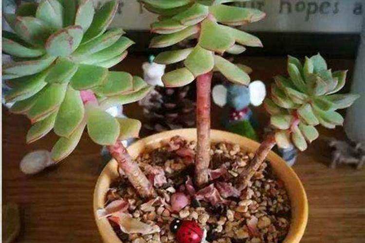 多肉施肥用什么肥料长得壮,多肉植物施什么肥料最合适