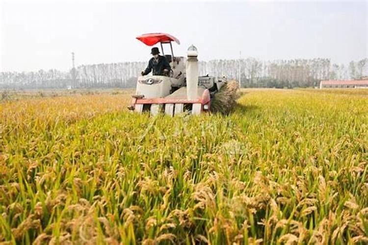 三农股票有哪些龙头股？