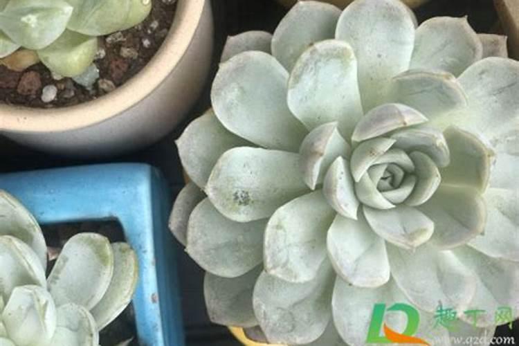 秀妍多肉徒长了怎么办